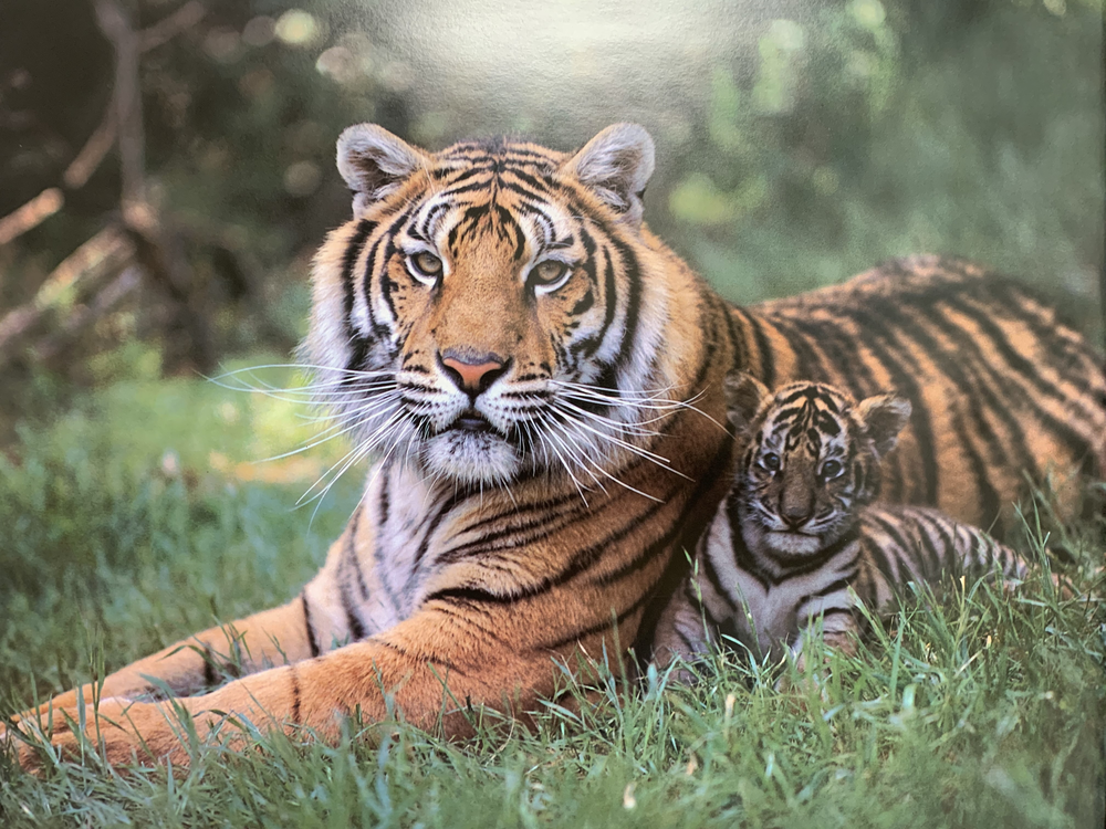 Tiger and Cub
